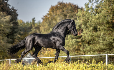 Beautiful black horse. The Friesian stallion gallops in the autumn meadow in the sun © agnieszka