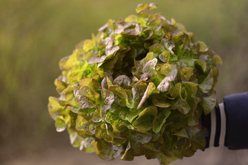 Green oak leaf lettuce salad head closeup on blurred background in hand. Fresh organic lettuce healthy food. Organic vegan and vegetarian nutrition