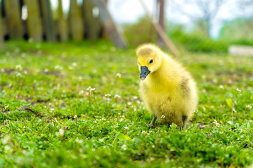  a small yellow goose chick walks in the summer on the green grass in the village