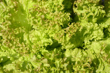 Green Lollo Bionda lettuce salad closeup background. Fresh organic lettuce healthy food. Organic vegan and vegetarian nutrition