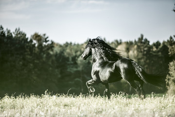 Beautiful black horse. The Friesian stallion gallops in the autumn meadow in the sun