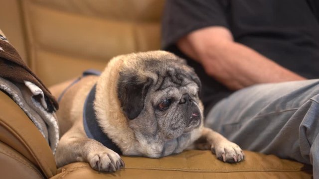 Pug Puppy On Couch 4k
