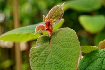 Leaf on the top of the kiwi tree sapling close up view