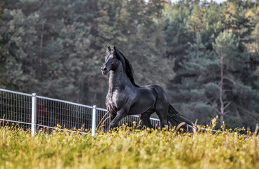 Beautiful black horse. The Friesian stallion gallops in the autumn meadow in the sun