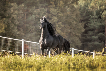 Beautiful black horse. The Friesian stallion gallops in the autumn meadow in the sun