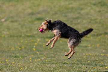 A black and brown mixed breed dog jumps to catch the thrown ball by the owner.