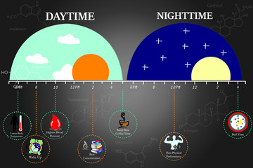 The circadian rhythms are controlled by circadian clocks or biological clock these clocks tell our brain when to sleep, tell our gut when to digest and control our activity in several day.