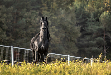 Beautiful black horse. The Friesian stallion gallops in the autumn meadow in the sun © agnieszka