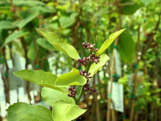 Obraz premium Lemon tree branch with many flower buds
