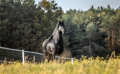 Beautiful black horse. The Friesian stallion gallops in the autumn meadow in the sun © agnieszka