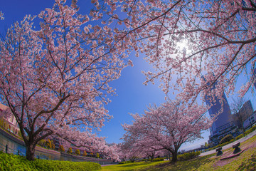Fototapeta na wymiar 満開の桜と横浜みなとみらいの街並み
