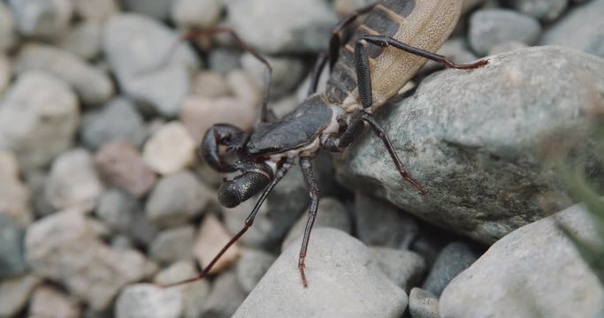 Whip Scorpions Or Vinegaroons On Rocks Spotted A Worm Crawling On The Ground.- high angle shot