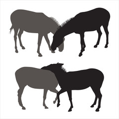 Vector illustration of two couples of donkeys. Realistic silhouette of donkeys with black and gray stroke isolated on a white background. Friendship of two animals.