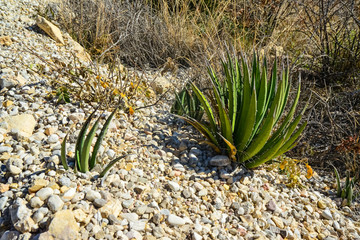 Agave, yucca, cacti and desert plants in a mountain valley landscape in New Mexico,
