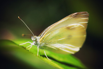 Biało - żółty motyl siadł na zielonym listku lipy.