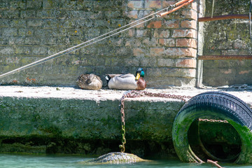 duck swimming in a river, family of ducks swimming together and looking for food