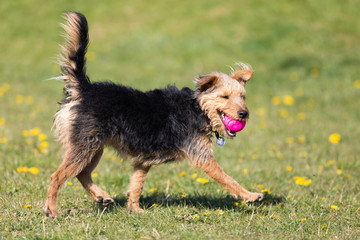 A young black and brown mixed breed dog walks with a small ball in his teeth and carries it to the...