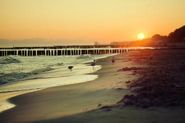 Mewy spacerujące po bałtyckiej plaży o wschodzie słońca.