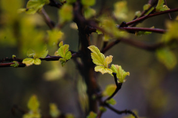 spring leaves in the rain