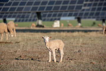 Obraz premium Lamb looking at camera in the field with solar panels