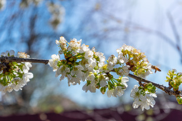 flowering trees and bees on background of blue sky. white Blossoming, blooming branches of cherry tree.  blurred background