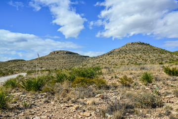 Agave, yucca, cacti and desert plants in a mountain valley landscape in New Mexico,