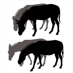 Realistic black and grey donkey's portrait. Funny vector illustration. White background. Donkey. Isolated portrait. Vector design. Farm animal livestock. 