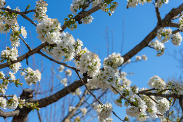 flowering trees and bees on background of blue sky. white Blossoming, blooming branches of cherry tree.  blurred background