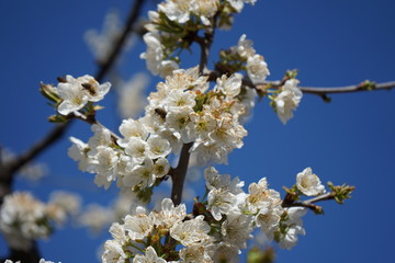 flowering trees and bees on background of blue sky. white Blossoming, blooming branches of cherry tree.  blurred background