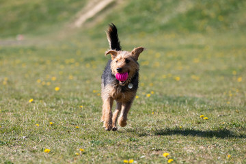A young black and brown mixed breed dog walks with a small ball in his teeth and carries it to the...