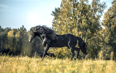 Beautiful black horse. The Friesian stallion gallops in the autumn meadow in the sun