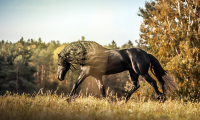 Beautiful black horse. The Friesian stallion gallops in the autumn meadow in the sun © agnieszka