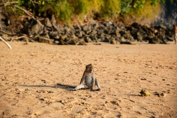 Small brown monkey on sandy beach