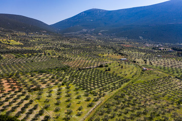 Fototapeta na wymiar Olive fields in Greece, Olive trees in aerial view