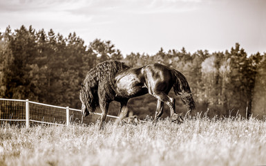 Beautiful black horse. The Friesian stallion gallops in the autumn meadow in the sun © agnieszka