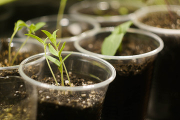 Microgreen farm at home. Sprouts in plastic cups. Healthy eating. Superfood concept. 