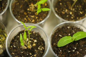 Microgreen farm at home. Sprouts in plastic cups. Top view. Healthy eating. Superfood concept. 