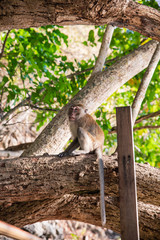 Small brown monkey on sandy beach