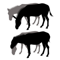 Realistic image with black and grey donkeys on black background. Vector design. Realistic vector illustration. Set of two couple donkeys.