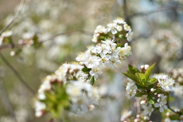 white flowers of a cherry