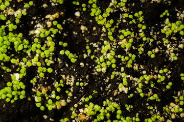 Microgreen farm at home. Sprouts pattern. Healthy eating. Superfood concept 