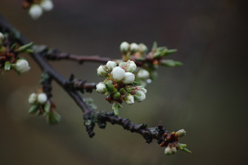 branch of a cherry tree