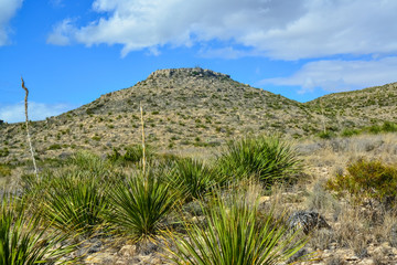 Fototapeta na wymiar Agave, yucca, cacti and desert plants in a mountain valley landscape in New Mexico,