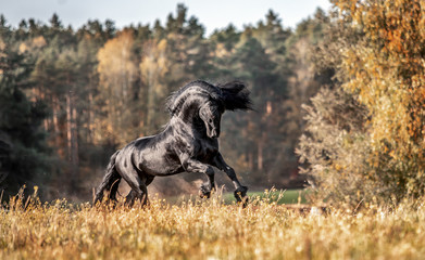 Beautiful black horse. The Friesian stallion gallops in the autumn meadow in the sun - obrazy, fototapety, plakaty