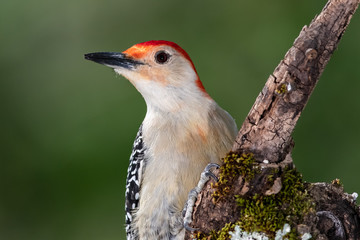 Red-bellied Woodpecker Perched on a Branch of a Tree