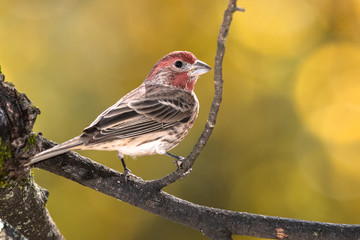 House Finch Perched on an Autumn Branch