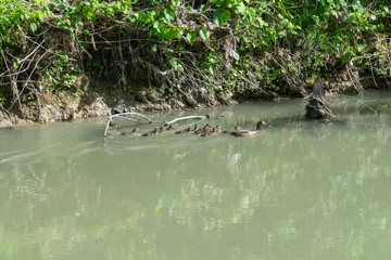 duck swimming in a river, family of ducks swimming together and looking for food