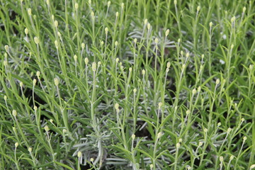 Lavender leaves ball spring garden

