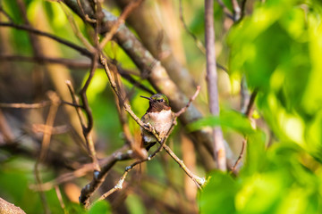 hummingbird on the branch