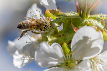 Pszczoła miodna na białych kwiatach czereśni - obrazy, fototapety, plakaty